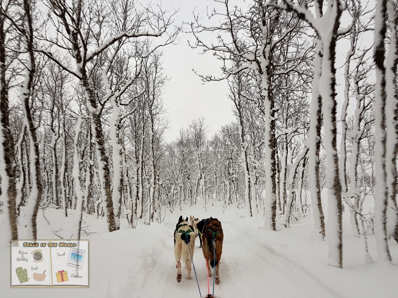 노르웨이 여행 - 허스키 썰매 타면서 찍은 겨울 풍경 - Sehee in the World